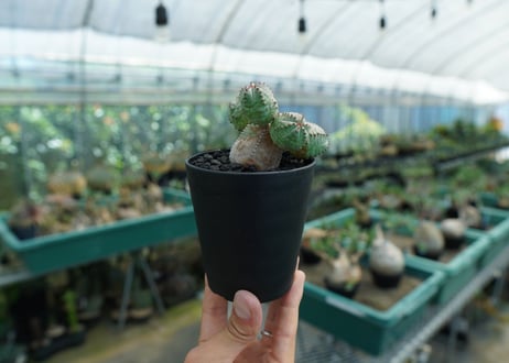 ユーフォルビア　オベサブロー　Euphorbia ObesaBlow