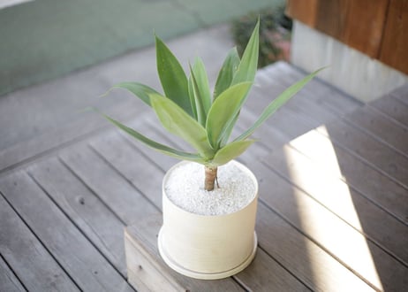 アガベ アテナータ　Agave attenuata