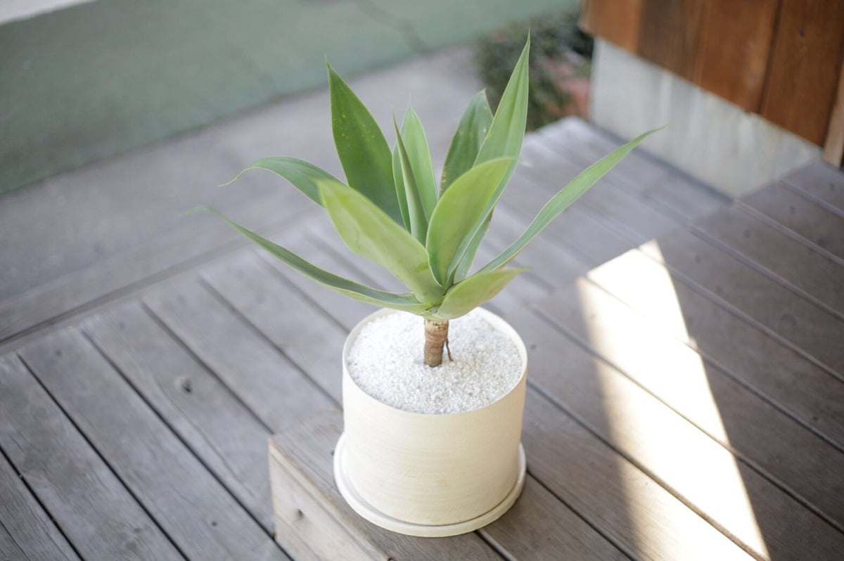 アガベ アテナータ Agave attenuata | mana's farm:塊根植物・アガ