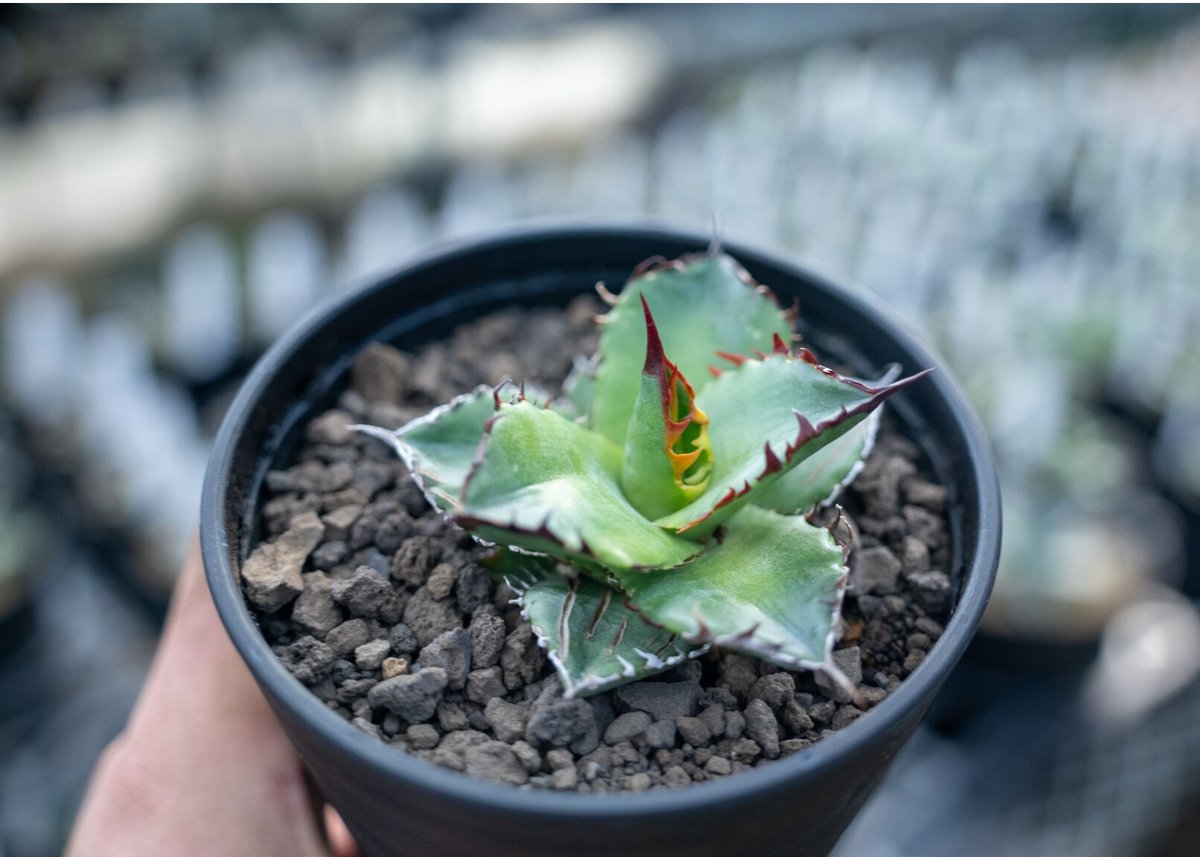 限定1株❗アガベチタノタブルー特選子株3号鉢サイズ発根済み アガベ チタノタ ブルー agave titanota Blue NO.3 | mana's