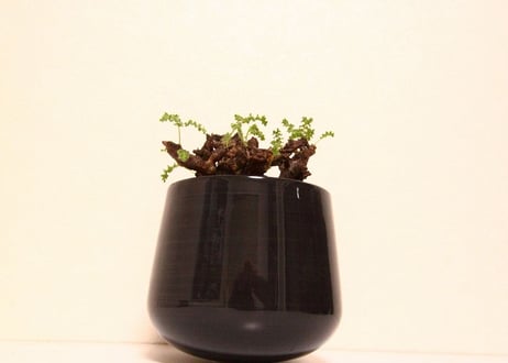 ペラルゴニウム　アルテルナンス　Pelargonium alternans