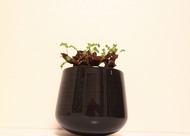 ペラルゴニウム アルテルナンス Pelargonium alternans | mana's