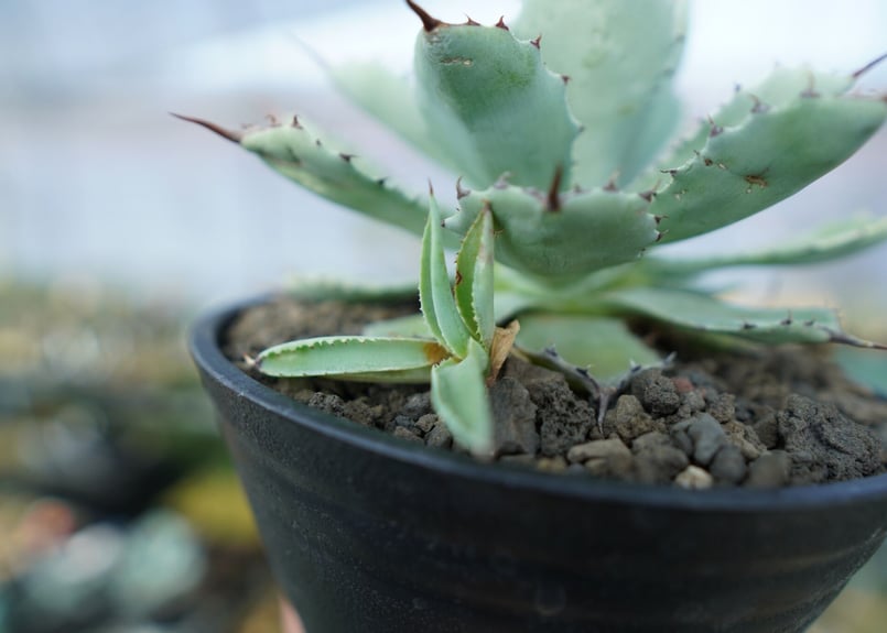 アガベ 吉祥冠 Agave potatorum No.2 | mana's farm:塊根植物