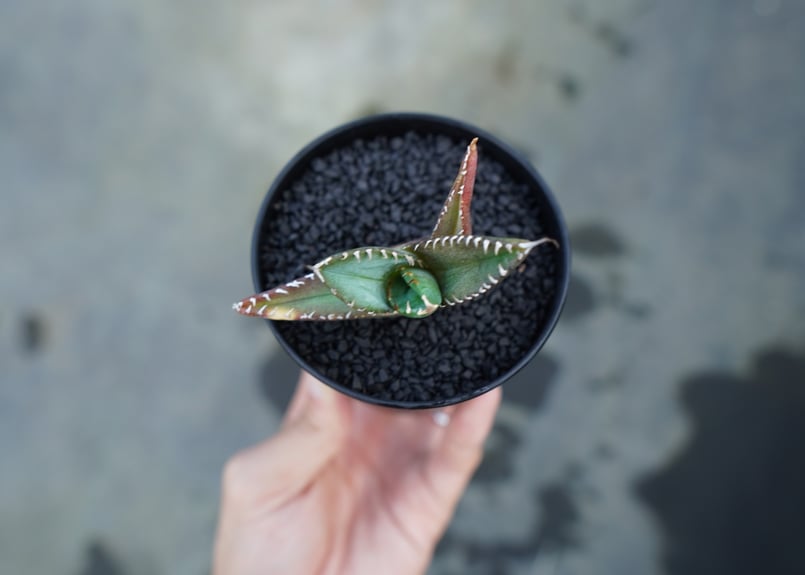 アガベ チタノタ 子株 Agave titanota | mana's farm:塊根植物