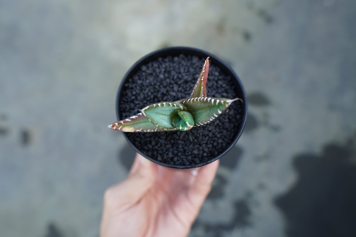 アガベ チタノタ 子株 Agave titanota | mana