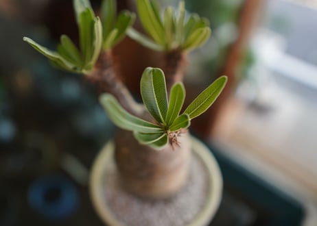パキポディウム　グラキリス　 Pachypodium Gracilius