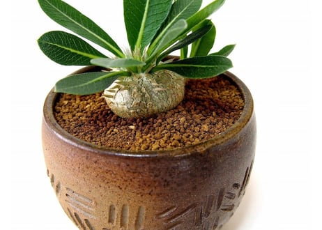 パキポディウム エブレネウム　Pachypodium eburneum  №2(白花)