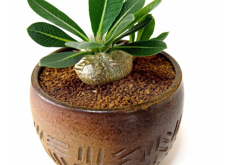 パキポディウム エブレネウム Pachypodium eburneum №2(白花) | m