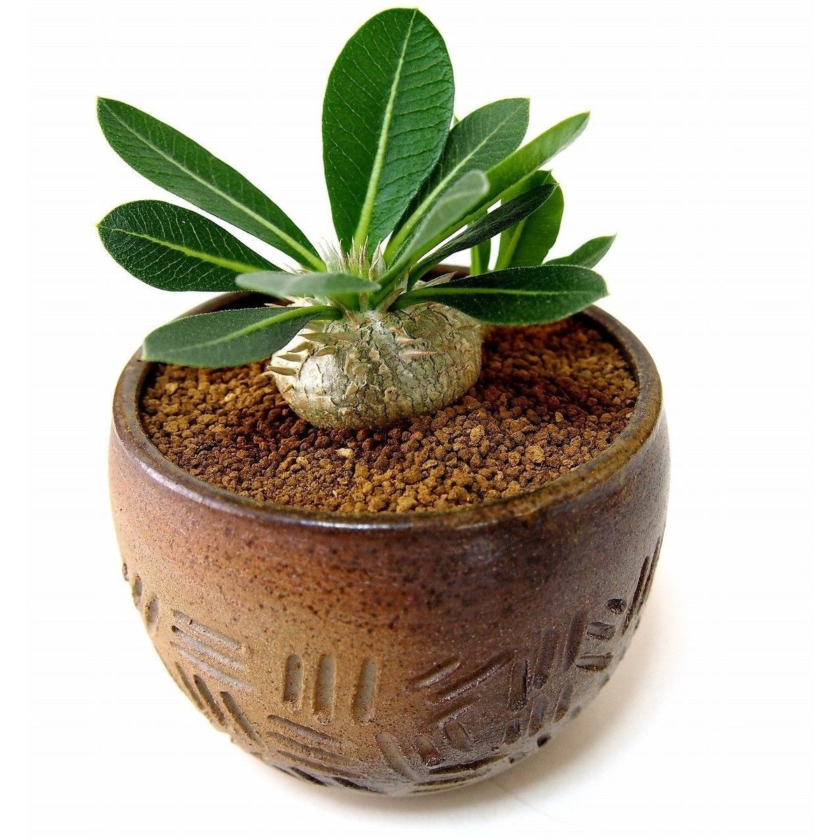 パキポディウム エブレネウム Pachypodium eburneum ② パキポディウム エブレネウム Pachypodium eburneum №2(白花) | m