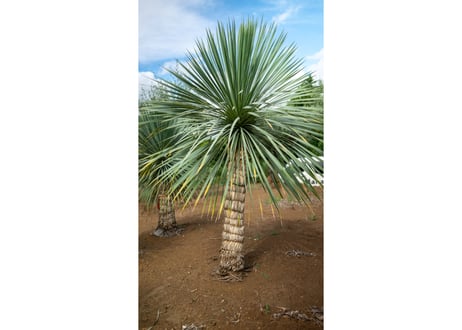 金鯱サボテン大株◇ドライガーデン多肉アガベ島ユッカ ヤシ南国