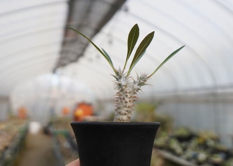 パキポディウム　デンシフローラム　Pachypodium densiflorum