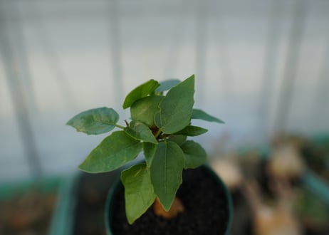フィカス パルメリー Ficus palmeri