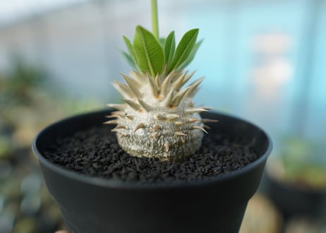 パキポディウム　恵比寿大黒　Pachypodium Densicaule　No.5