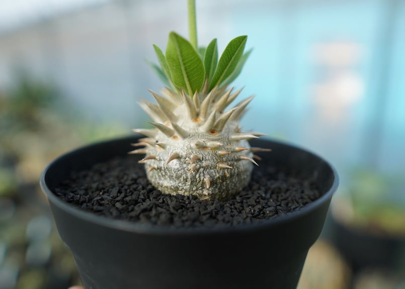 パキポディウム 恵比寿大黒 Pachypodium Densicaule No.5 | man