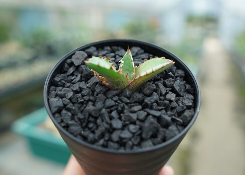 アガベ チタノタ 萬代厳竜 Agave lophantha×titanota No.2 | m