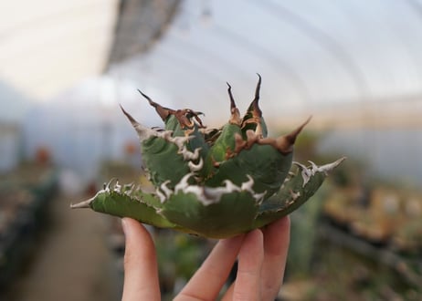 agave titanota  ソーラーエクリプス