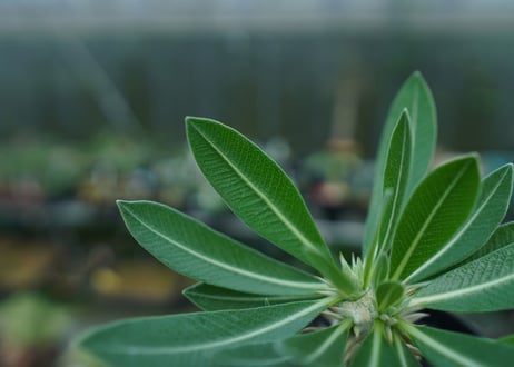 パキポディウム　恵比寿大黒　Pachypodium Densicaule　No.4