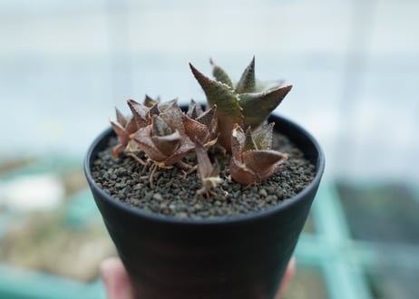 ハオルチア　竜鱗　Haworthia tessellata