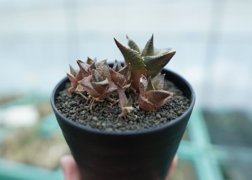 ハオルチア 竜鱗 Haworthia tessellata | mana's farm:塊根植