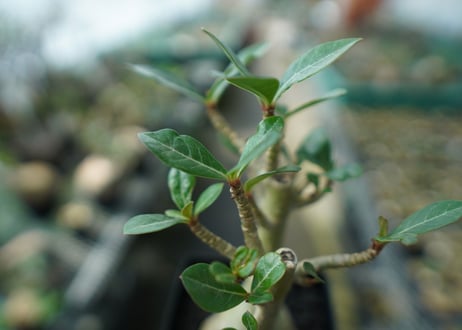 アデニウム　Adenium　No.11