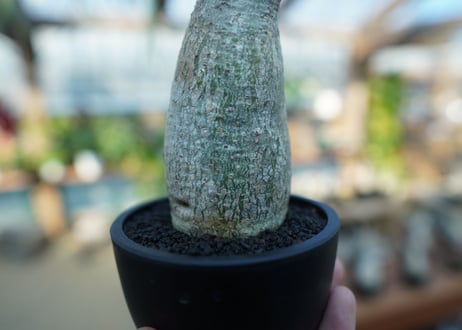 【未発根】パキポディウム　グラキリス　 Pachypodium Gracilius  No.8