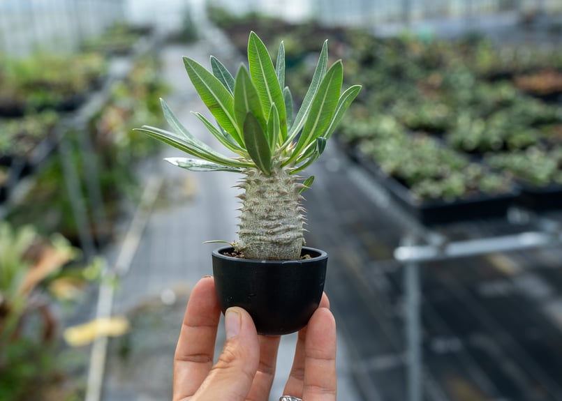 ぶ*ぅ様 【実生苗！！】 パキポディウム ロスラーツム 実生苗 パキポディウム：ロスラーツム 実生苗 2.5号ポット の通販