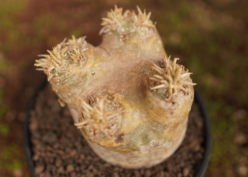 パキポディウム エブレネウム Pachypodium eburneum | mana's fa