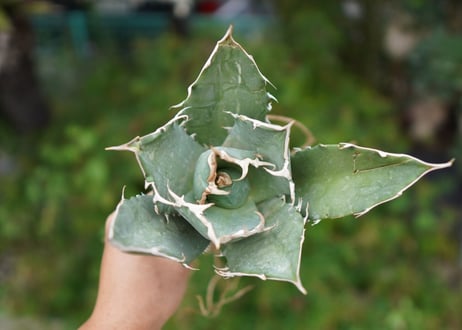 Agave titanota 白鯨 A NO.9