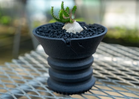 ユーフォルビア　飛竜　Euphorbia stellata