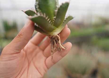 agave titanota　レッドキャットウィーズル　№3