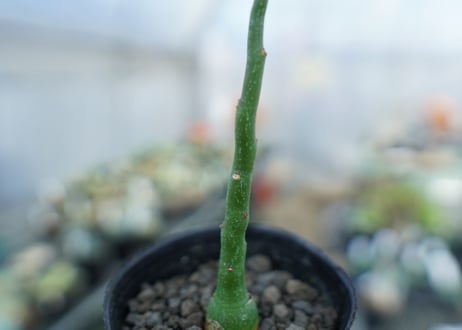 アデニア　グラウカ　Adenia Glauca　No.2