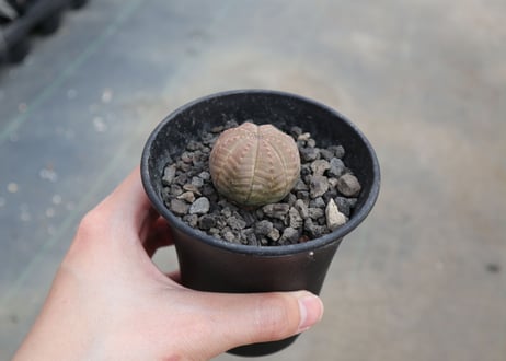 ユーフォルビア　オベサ
