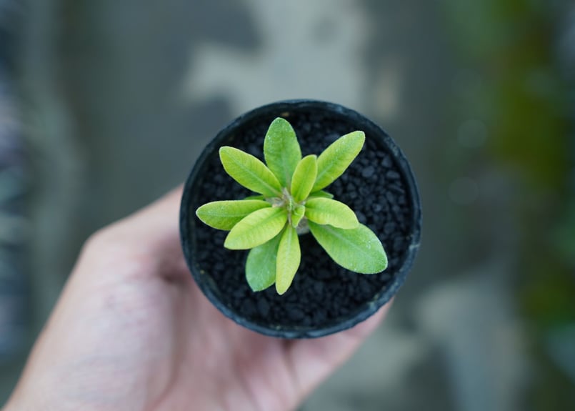 パキポディウム 恵比寿笑い Pachypodium brevicaule ⑤ Amazon.co.jp