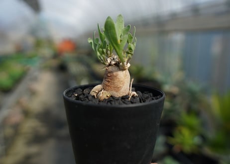 オトンナsp　スタインコフ　Othonna steinkopf