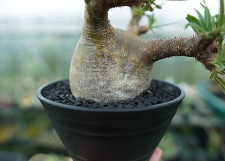 パキポディウム　グラキリス　 Pachypodium Gracilius  No.4