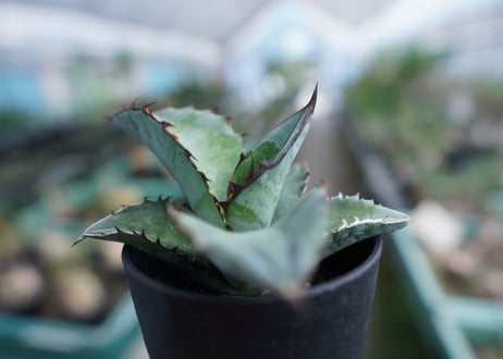 アガベ　チタノタ　ブルー　Agave Titanota Blue　No.3
