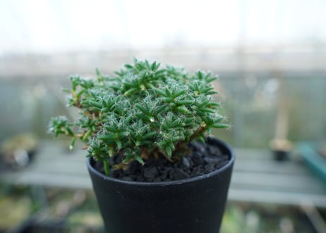 トリコディアデマ ステラツム　Trichodiadema stellatum  No.1
