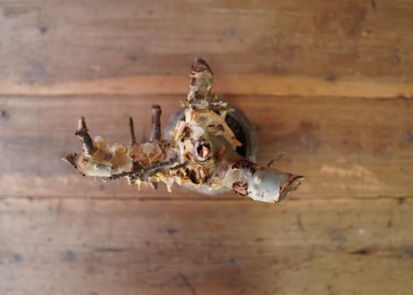 コミフォラ カタフ ターカネンシス 　Commiphora kataf ver.turkanensis