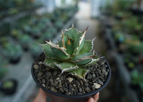アガベ　チタノタ　FO-76　agave titanota  FO-76  No.10