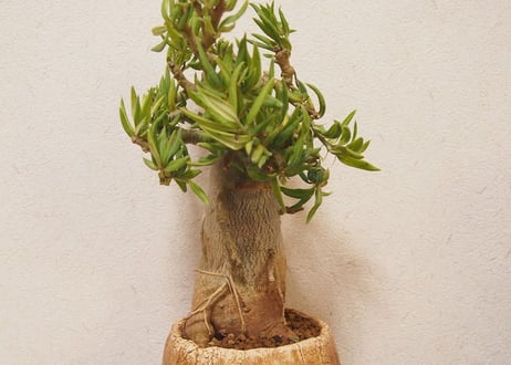 パキポディウム　ビスピノーサム　Pachypodium bispinosum no.2