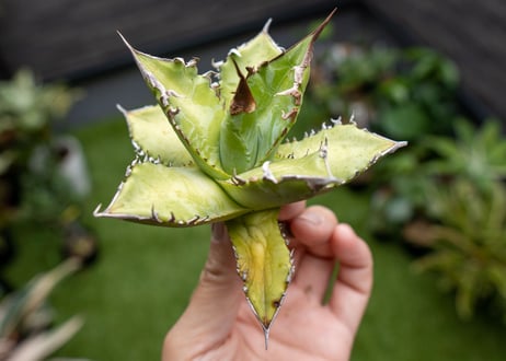 Agave Sowing seeds NO.2