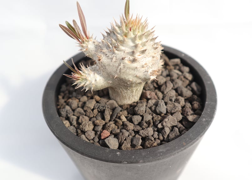 パキポディウム イノピナツム 実生 コレクション株 パキポディウム