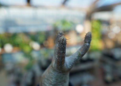 【未発根】パキポディウム　グラキリス　 Pachypodium Gracilius  No.18