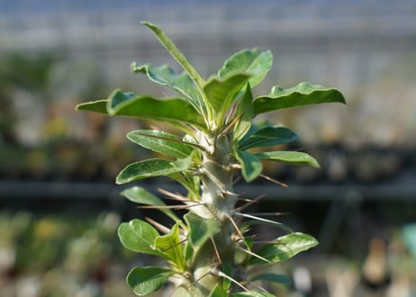 パキポディウム　サンデルシー　Pachypodeium saundersii