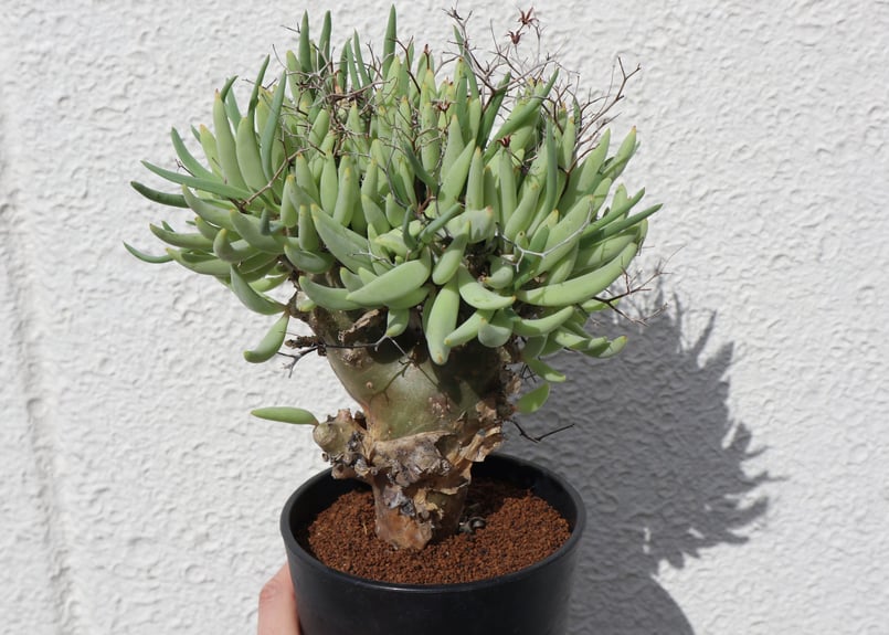 チレコドン レティキュラーツス 万物想 | mana's green:塊根植物 チレコドン レティキュラーツス 万物想 | mana's green:塊根植物