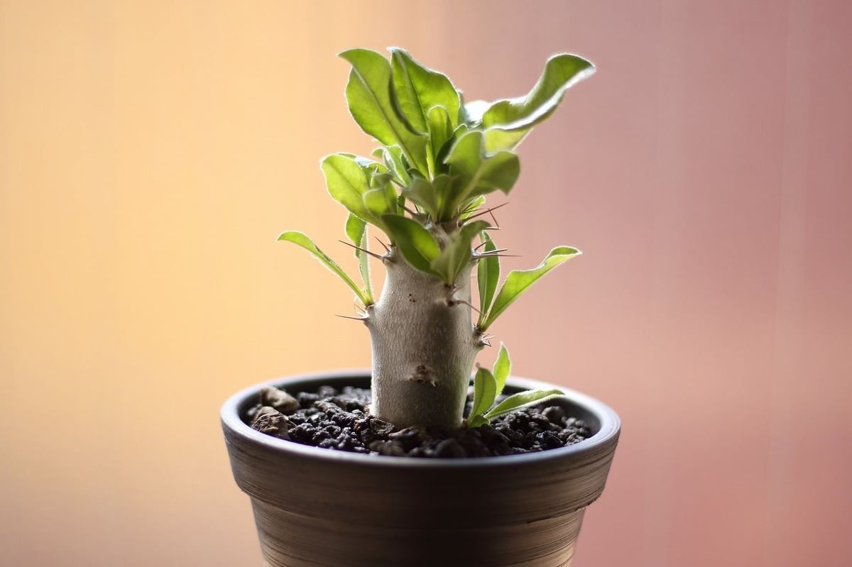 パキポディウム レアリー | mana's farm:塊根植物・アガベ