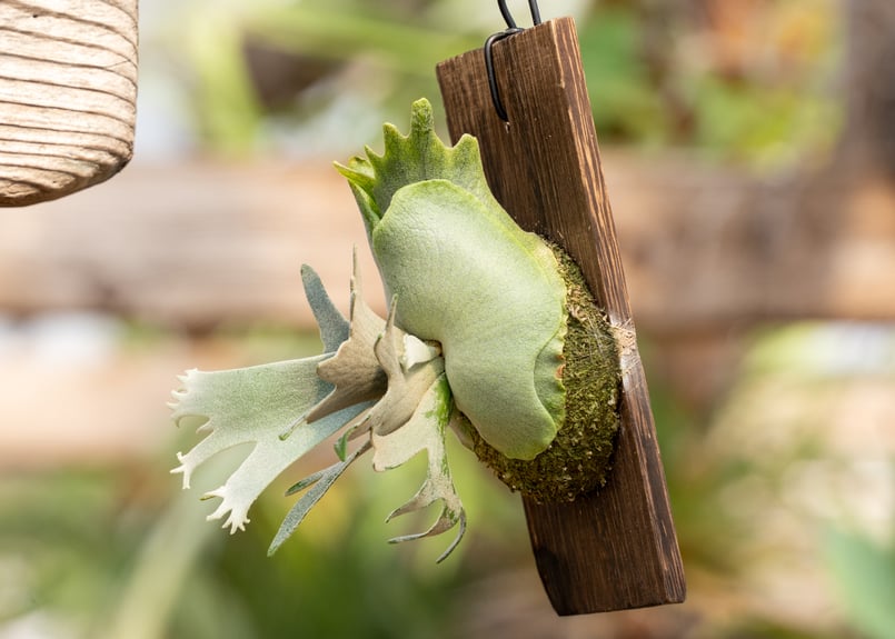 P. willinckii 'Jewel' (spore) | mana's farm:塊根植