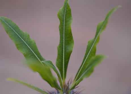 パキポディウム　ラメリー　Pachypodium lamerei