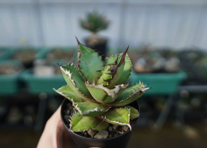 アガベ チタノタ 黒火焰 Agave titanota Black flame No.1 |