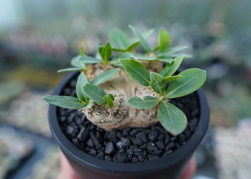 パキポディウム 恵比寿笑い Pachypodium brevicaule | mana's f